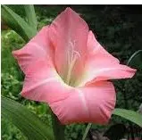 gladiolo rosa 5 bulbos 7682 e1495637237720