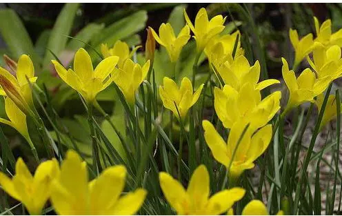 lirio amarelo2 bulbos 2294 e1495637157170