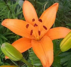 lirio laranja2 bulbos 0037 e1495636884556