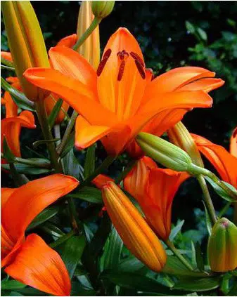 lirio laranja2 bulbos 9932 e1495636915392
