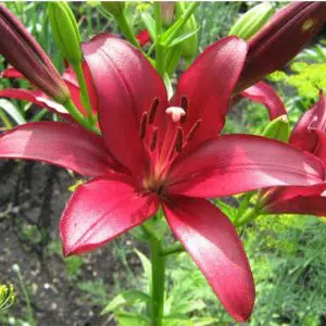lirio vermelho2 bulbos 1655 e1495636777254
