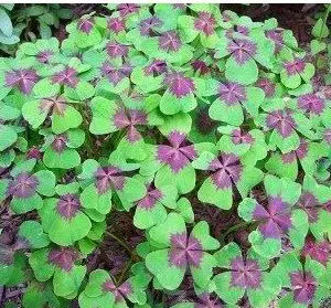 trevo de 4 folhas 20 bulbos 0338 e1495638502389