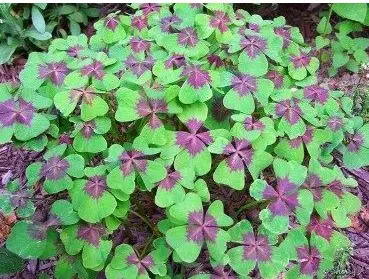 trevo de 4 folhas 20 bulbos 0338 e1495638502389