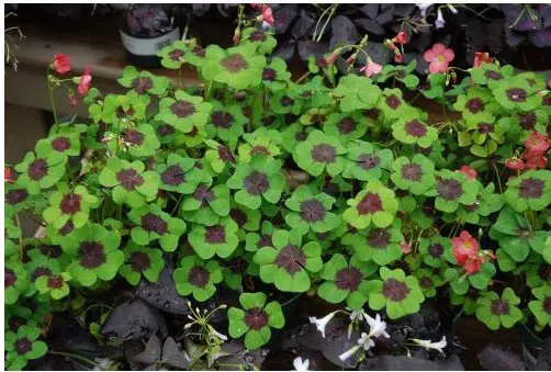 trevo de 4 folhas 20 bulbos 1646 e1495638581642