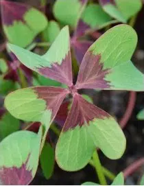 trevo de 4 folhas 20 bulbos 2712 e1495638792706