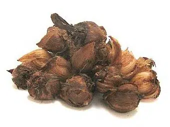 trevo de 4 folhas 20 bulbos 3015 e1495638837765