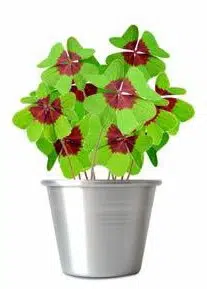 trevo de 4 folhas 20 bulbos 3619 e1495638816612