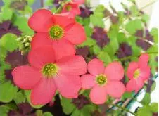 trevo de 4 folhas 20 bulbos 3828 e1495638691243