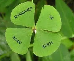 trevo de 4 folhas 20 bulbos 6341 e1495638529885