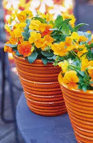 amor dourado ult beacon