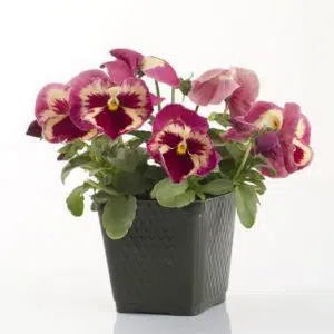 amor morango dinamite1