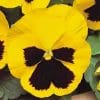 Sementes de Amor Perfeito Amarelo - So Flor Sementes