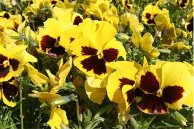 amor perfeito amarelo gigante suico 15 sementes 3767 e1496261104837