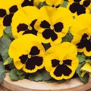 Comprar Amor Perfeito Amarelo Gigante Suíço: 15 Sementes