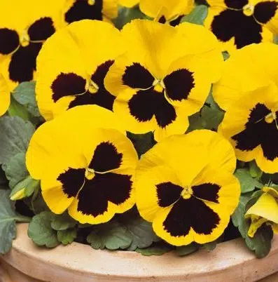Comprar Amor Perfeito Amarelo Gigante Suíço: 15 Sementes