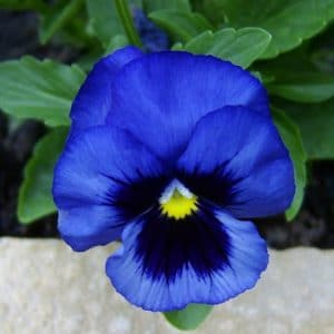 Comprar Amor Perfeito Azul Gigante Suíço: 15 Sementes