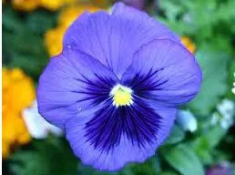 amor perfeito azul gigante suico 15 sementes 5801 e1496260781964