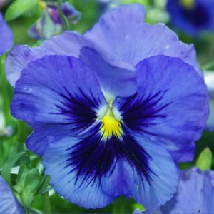 Sementes de Amor Perfeito Azul - So Flor Sementes