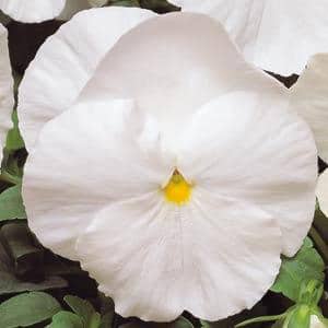 Sementes de Amor Perfeito Branco - So Flor Sementes