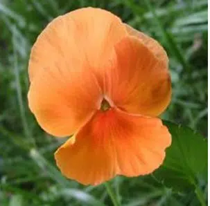 amor perfeito laranja gigante suico 15 sementes 3195 e1496260387161