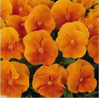 amor perfeito laranja gigante suico 15 sementes 7599 e1496260369425