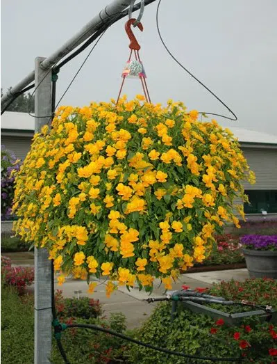 amor perfeito laranja gigante suico 15 sementes 8802 e1496260350692