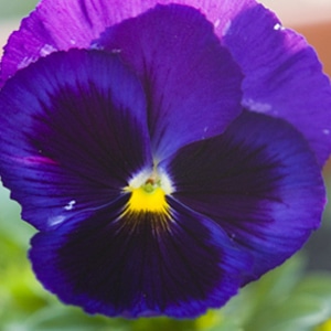 Sementes de Amor Perfeito Roxo - So Flor Sementes