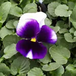 amorroxo ultimate beacon1