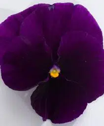 amorroxoescurodinamite1