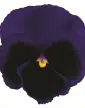 amorroxoescurodinamite2