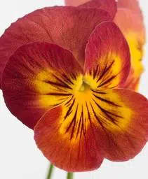 amorultimabaronmogno1