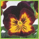 amorultimabaronmogno2