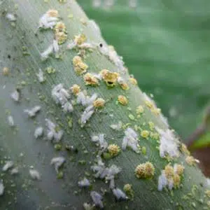comprar inseticida para plantas7