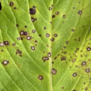 cupro fungicida liquido dimy 60ml 2505 e1496268864217