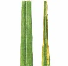 enxofre dimy fertilizante 30g 2278 e1496266224618