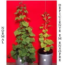 enxofre dimy fertilizante 30g 4975 e1496266192876
