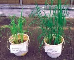 enxofre dimy fertilizante 30g 7284 e1496266088718