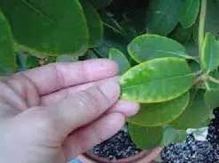 enxofre dimy fertilizante 30g 7487 e1496266282113