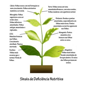Fertilizante Para Flores NPK 04-14-08 120ml