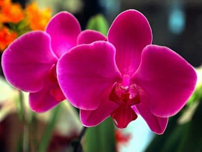 Comprar Fertilizante para Orquídea 100g