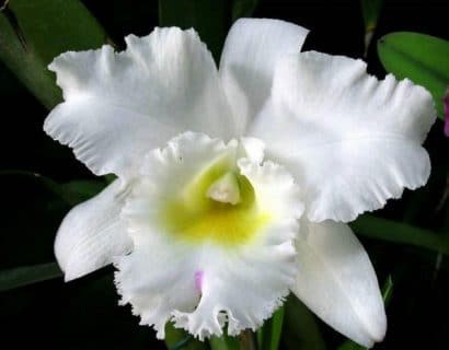Fertilizante para Orquídea 100g