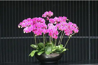 fertilizante para orquidea 100g 7979 e1496269612884