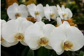 Comprar Fertilizante para Orquídea 100g