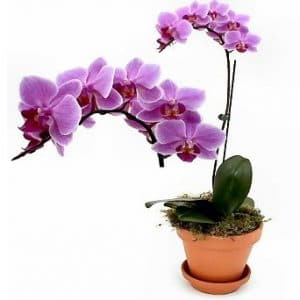 fertilizante para orquidea 100g 8994 e1496269734618