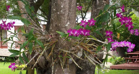 fertilizante para orquidea 100g 9176 e1496269588750