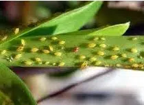inseticida para plantas liquido dimy 20ml 4285 e1496267163529