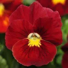 mz0zzgsb zixuwtng2oal g