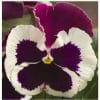 pansy dynamite purple rose and white imp. 500x500