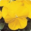 pansy matrix yellow