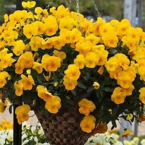 pansy trailing freefall golden yellow 3x4 22